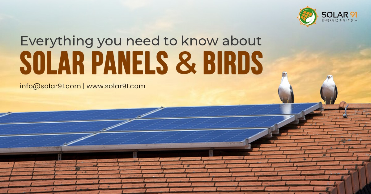 Solar Panels And Birds